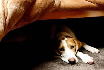 犬が『家具の下に潜り込む』心理4つ　テーブルなどの下に隠れる理由や対策まで