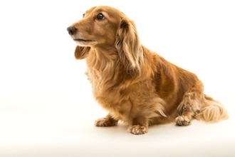 【獣医師執筆】赤み、フケ、激しい痒み…13歳のダックスが皮膚リンパ腫と向き合った769日