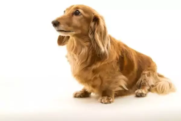 【獣医師執筆】赤み、フケ、激しい痒み…13歳のダックスが皮膚リンパ腫と向き合った769日