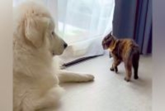 元野良猫が家にやってきた結果→先輩の『超大型犬』に喧嘩を売って…力の差がありすぎる『攻防戦』が面白かわいいと49万再生「ワンコの貫禄ｗ」