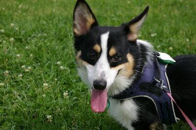 犬にとって『危険な首輪』５選　絶対NGな理由や起こり得るトラブルまで