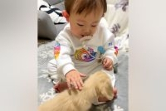 赤ちゃんが『子犬と出会った』結果→優しく触れあって…お互いが見せた『はじめましてのご挨拶』が331万再生「感動した」「可愛すぎてため息」