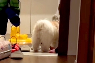 『なにやら犬と赤ちゃんが騒いでいるな』と思い、様子を見に行った結果→脱衣所で…仲良しすぎる『尊い共謀』が29万再生「盛り上がってるｗ」