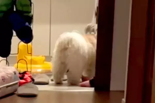 『なにやら犬と赤ちゃんが騒いでいるな』と思い、様子を見に行った結果→脱衣所で…仲良しすぎる『尊い共謀』が29万再生「盛り上がってるｗ」