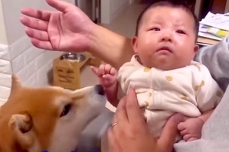 赤ちゃんが泣いてしまった結果→『どうしたの？』と犬が近づいて…まるで保護者のような『尊い行動』が53万再生「優しいわんこ」「幸せな空間」