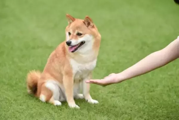犬が『おやつ』に無関心な理由とは？どうしたら食べてくれるの？知っておきたい本音まで