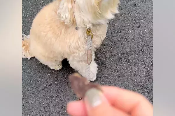 『オヤツ食べる？』と犬に聞いた結果→『喜ぶかな』と思っていたら…想像と違った『態度』が30万表示「薄目で見てて草」「プライド感じるｗｗ」