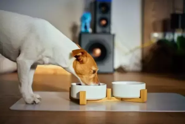 犬が体調を崩してしまう『ご飯の与え方』５選　今すぐに改善すべきタブー行為とは？