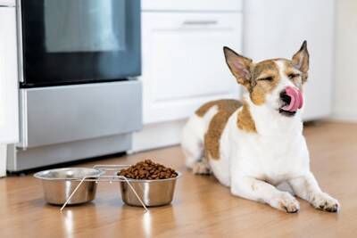 犬が体調を崩してしまう『ご飯の与え方』５選　今すぐに改善すべきタブー行為とは？