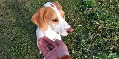 犬が体調を崩してしまう『ご飯の与え方』５選　今すぐに改善すべきタブー行為とは？
