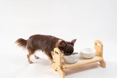 犬が体調を崩してしまう『ご飯の与え方』５選　今すぐに改善すべきタブー行為とは？
