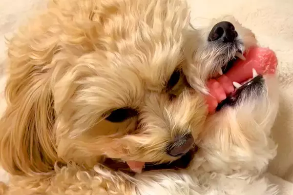 1つのおもちゃを取り合う2匹の犬→お互いに疲れてしまい、いつのまにか…とんでもなく尊い『まさかの展開』が20万再生「可愛すぎ」「ずるい」