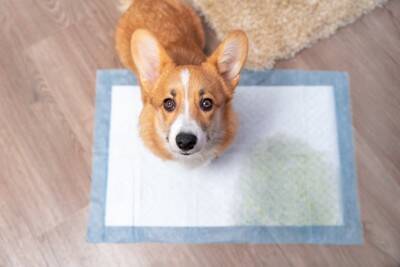 犬が『トイレを失敗してしまう』理由５選　ペットシーツからはみ出してしまう原因や対処法まで
