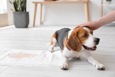 犬が『トイレを失敗してしまう』理由５選　ペットシーツからはみ出してしまう原因や対処法まで