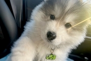助手席に座る大型犬の赤ちゃん→約1年後、同じ場所で撮影した結果…『カッコよすぎる成長』に1万いいね「イケメンすぎる」「立派なモフに」