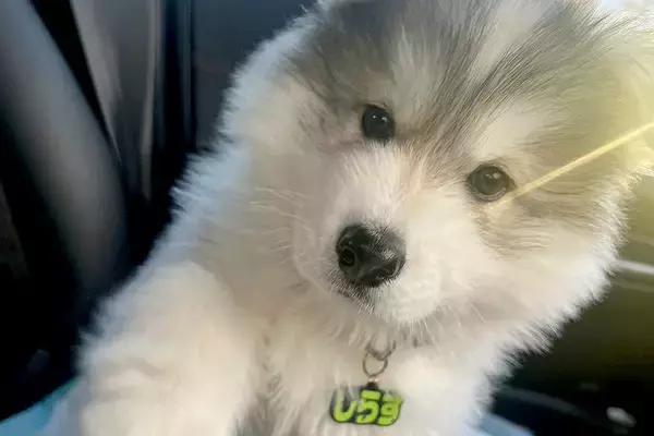 助手席に座る大型犬の赤ちゃん→約1年後、同じ場所で撮影した結果…『カッコよすぎる成長』に1万いいね「イケメンすぎる」「立派なモフに」