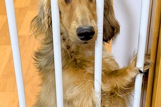 物音がしたので、振り返った結果→犬が『柵』に挟まっていて…絶対に笑わせにきている『まさかの表情』に2万いいね「確信犯で草」「元気出たｗ」