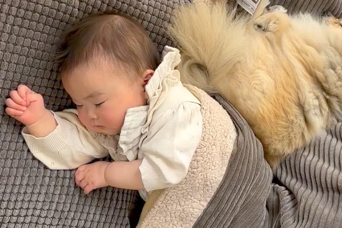 赤ちゃんが『生まれた瞬間から犬と一緒に育った』結果→四年後…泣けるほど素敵な『成長記録』と『現在』が14万再生「ジーンとする」「優しい」