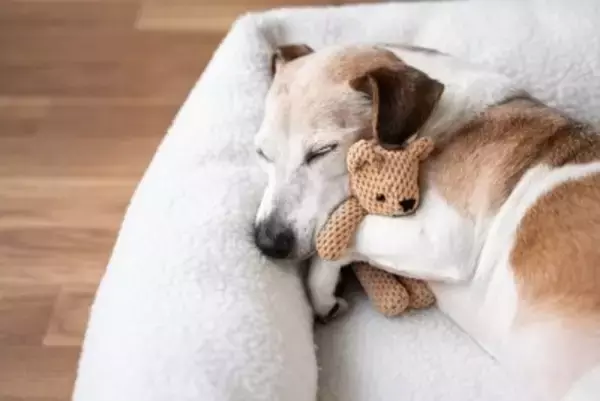 シニア犬が『咳をする』原因4つ　今すぐ病院へ行くべき危険な症状とは？
