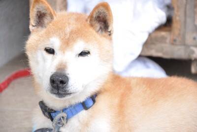 シニア犬が『咳をする』原因4つ　今すぐ病院へ行くべき危険な症状とは？