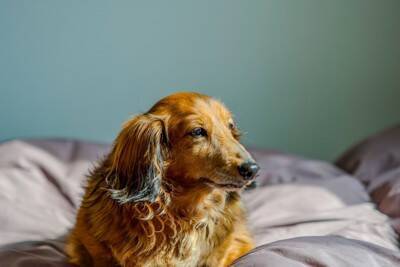 シニア犬が『咳をする』原因4つ　今すぐ病院へ行くべき危険な症状とは？