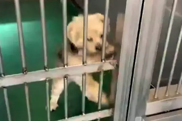 『助けて』と必死にもがく、捨てられた12歳の老犬→体もボロボロになっていて…2年後の『現在』が15万再生「幸せな顔」「表情が違いすぎる」