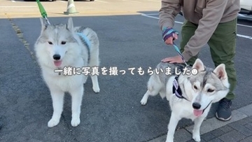 犬が集まるお祭りに行ってみたら…まさかの『ウルフドッグ』との遭遇に大興奮「天国のよう」「かっこいい」と5万7000再生を突破