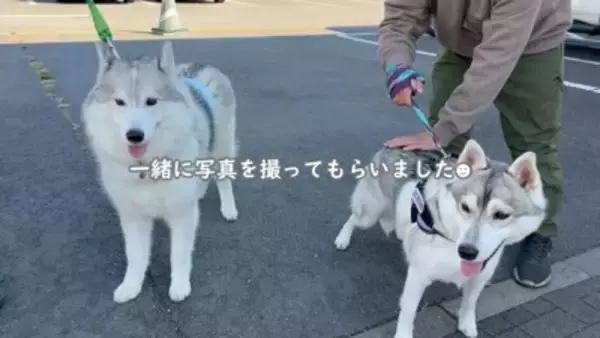 犬が集まるお祭りに行ってみたら…まさかの『ウルフドッグ』との遭遇に大興奮「天国のよう」「かっこいい」と5万7000再生を突破