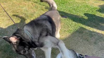 犬が集まるお祭りに行ってみたら…まさかの『ウルフドッグ』との遭遇に大興奮「天国のよう」「かっこいい」と5万7000再生を突破