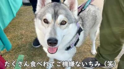 犬が集まるお祭りに行ってみたら…まさかの『ウルフドッグ』との遭遇に大興奮「天国のよう」「かっこいい」と5万7000再生を突破