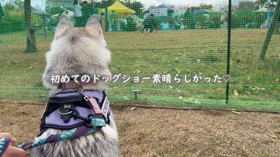 犬が集まるお祭りに行ってみたら…まさかの『ウルフドッグ』との遭遇に大興奮「天国のよう」「かっこいい」と5万7000再生を突破