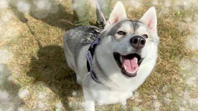 犬が集まるお祭りに行ってみたら…まさかの『ウルフドッグ』との遭遇に大興奮「天国のよう」「かっこいい」と5万7000再生を突破