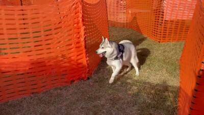 犬が集まるお祭りに行ってみたら…まさかの『ウルフドッグ』との遭遇に大興奮「天国のよう」「かっこいい」と5万7000再生を突破