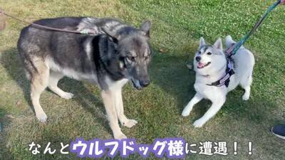 犬が集まるお祭りに行ってみたら…まさかの『ウルフドッグ』との遭遇に大興奮「天国のよう」「かっこいい」と5万7000再生を突破