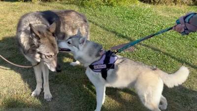 犬が集まるお祭りに行ってみたら…まさかの『ウルフドッグ』との遭遇に大興奮「天国のよう」「かっこいい」と5万7000再生を突破