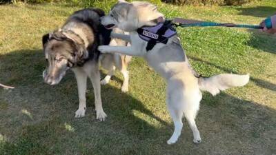 犬が集まるお祭りに行ってみたら…まさかの『ウルフドッグ』との遭遇に大興奮「天国のよう」「かっこいい」と5万7000再生を突破