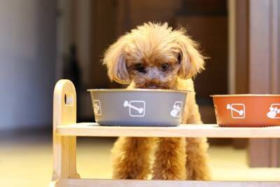 犬のご飯における『誤った認識』５選　健康被害をもたらす可能性や正しい与え方まで