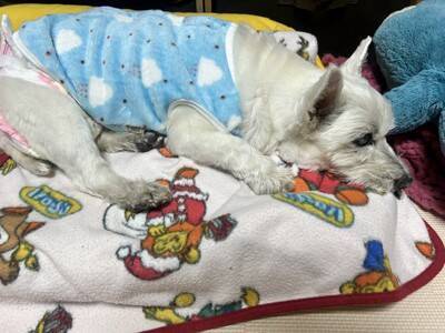 ちーちゃんですけどもっ【第339話】「購入した後に」