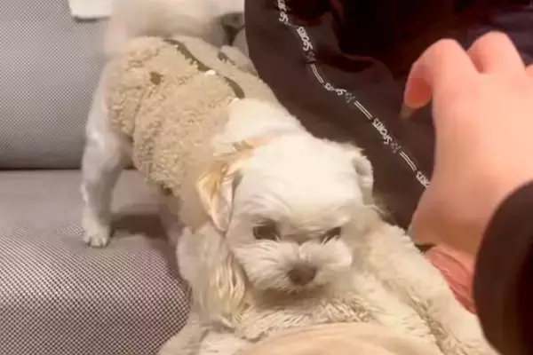 絶対におじいちゃんを守りたい犬→手を伸ばしただけなのに…ブチギレる光景と『まさかの結末』が20万再生「優秀なSP」「急に飽きるの草」