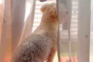 窓際で外を眺めている小型犬→ふと『足下』を見てみると…『思わず二度見する光景』が33万再生「すごいバランス力」「プルプル可愛いｗ」と反響