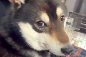 ずっと膝の上で震えている犬→心配で病院を受診した結果…斜め上すぎる『診断結果』が204万表示「抱きしめたい」「理由が可愛すぎるｗ」と絶賛