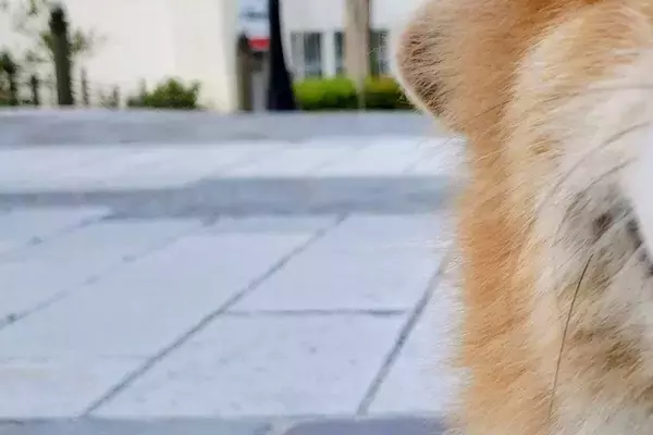 『坂で犬の写真を撮りたいだけなのに…』思っていたのと違う"可愛すぎる勘違いと表情"に７万いいね集まる「純粋すぎてｗｗ」「天使だ…」と絶賛
