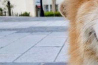 『坂で犬の写真を撮りたいだけなのに…』思っていたのと違う"可愛すぎる勘違いと表情"に７万いいね集まる「純粋すぎてｗｗ」「天使だ…」と絶賛