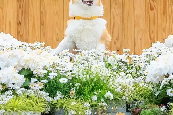 写真スポットで『犬の記念撮影』を撮った結果→腕が限界を迎えて…まるでコントのような『表情』に5万いいね「沈んでいく時の顔ｗ」「良すぎる」
