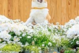 写真スポットで『犬の記念撮影』を撮った結果→腕が限界を迎えて…まるでコントのような『表情』に5万いいね「沈んでいく時の顔ｗ」「良すぎる」