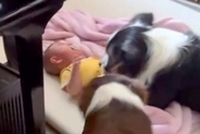 寝ていた赤ちゃんが泣いてしまった結果→2匹の犬が『泣かなくていいよ』と近づき…あまりにも尊い光景が210万再生「愛溢れてる」「最高の姉」