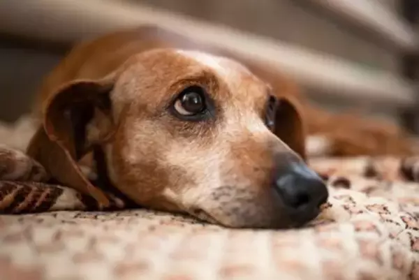 痛覚消失レベルでも希望はある？『犬のヘルニア』に対する理学療法による”機能回復の可能性”を獣医が解説