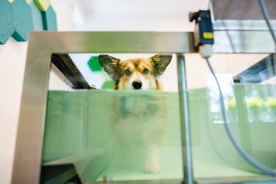 痛覚消失レベルでも希望はある？『犬のヘルニア』に対する理学療法による”機能回復の可能性”を獣医が解説