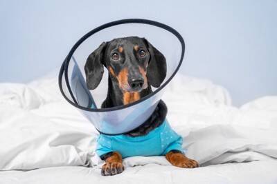 痛覚消失レベルでも希望はある？『犬のヘルニア』に対する理学療法による”機能回復の可能性”を獣医が解説