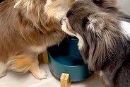 『お水を飲んでただけなのに…』犬2匹のケンカが勃発→挟まれたワンコが『助けて』と…あまりにも切実な表情に反響「困ってるｗ」「可愛すぎ」